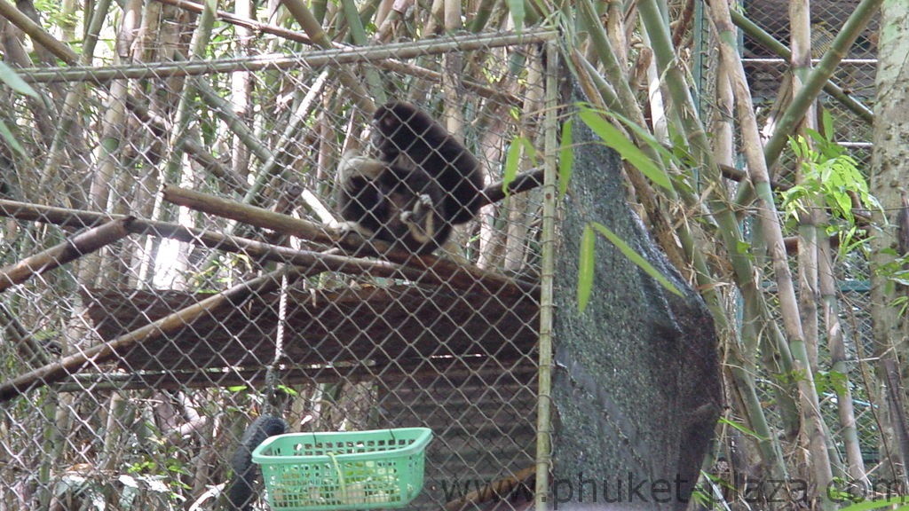 phuket photos daylife bang pae gibbon rehab project