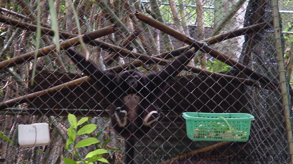 phuket photos daylife bang pae gibbon rehab project