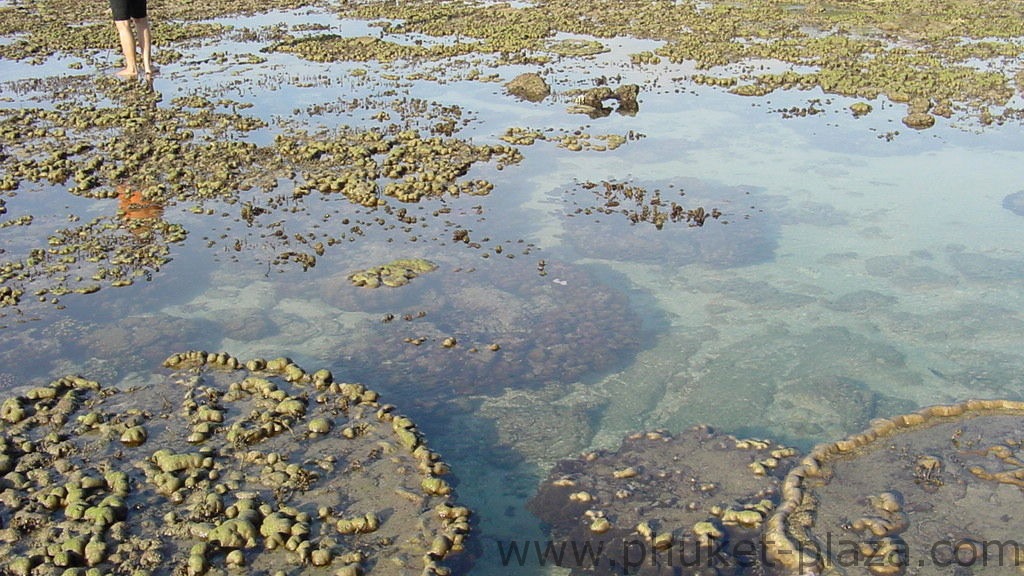 phuket photos beaches nai yang beach