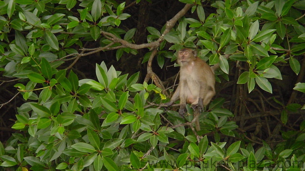 phuket photos daylife phuket town monkeys