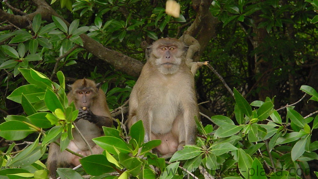 phuket photos daylife phuket town monkeys