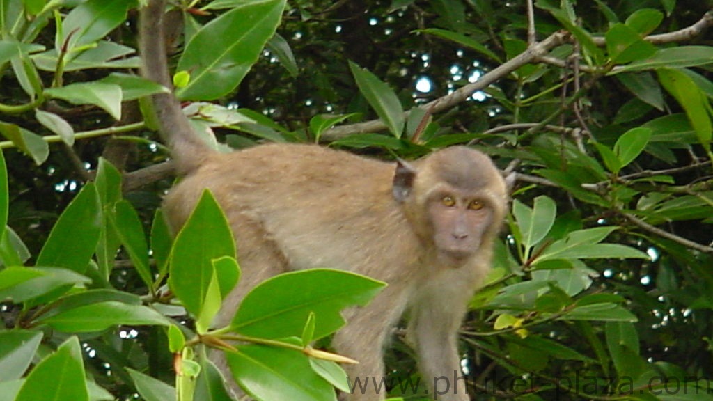 phuket photos daylife phuket town monkeys