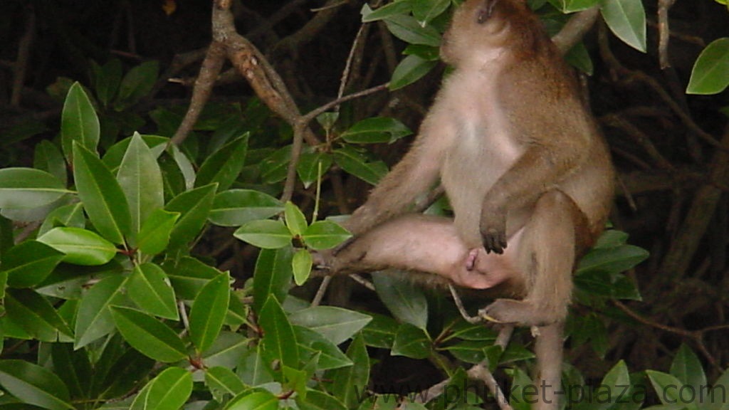 phuket photos daylife phuket town monkeys