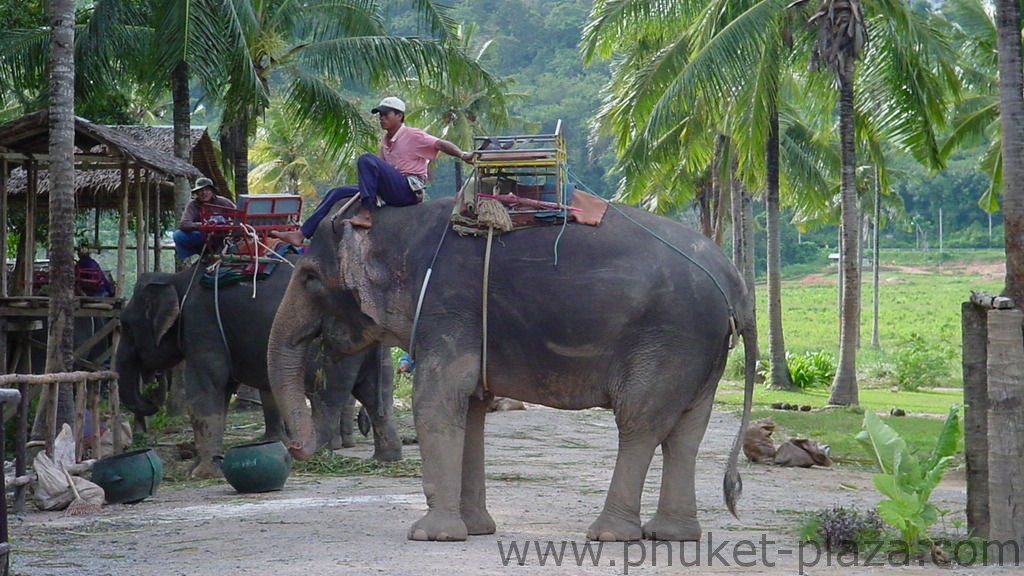 phuket photos daylife chalong elephant trekking