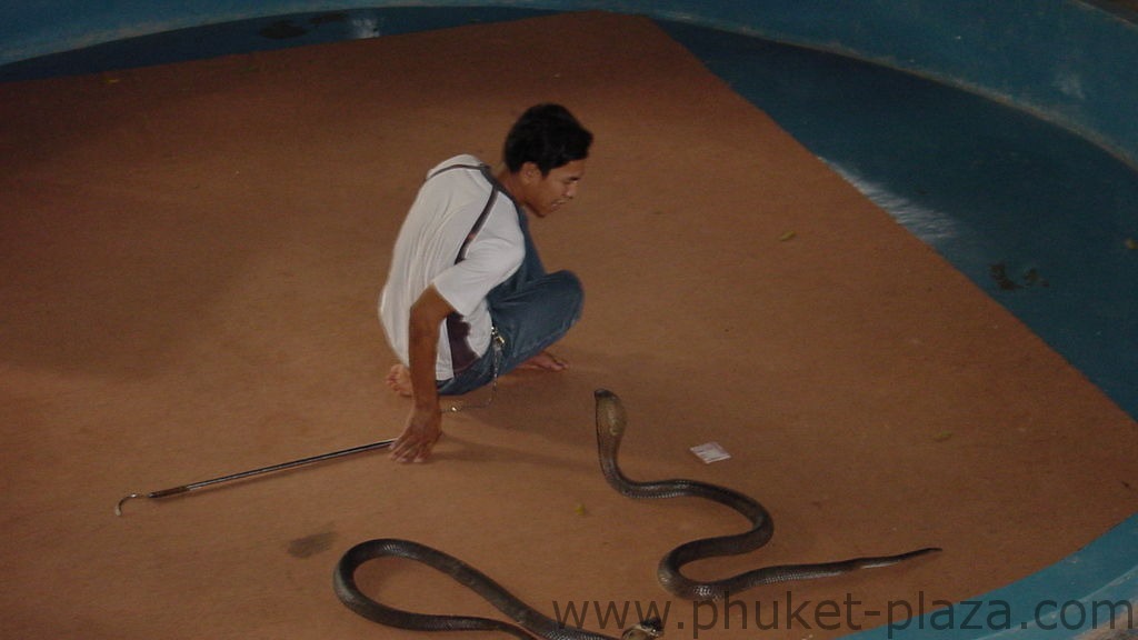 phuket photos daylife chalong snake show