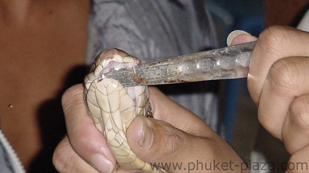 phuket photos daylife chalong snake show