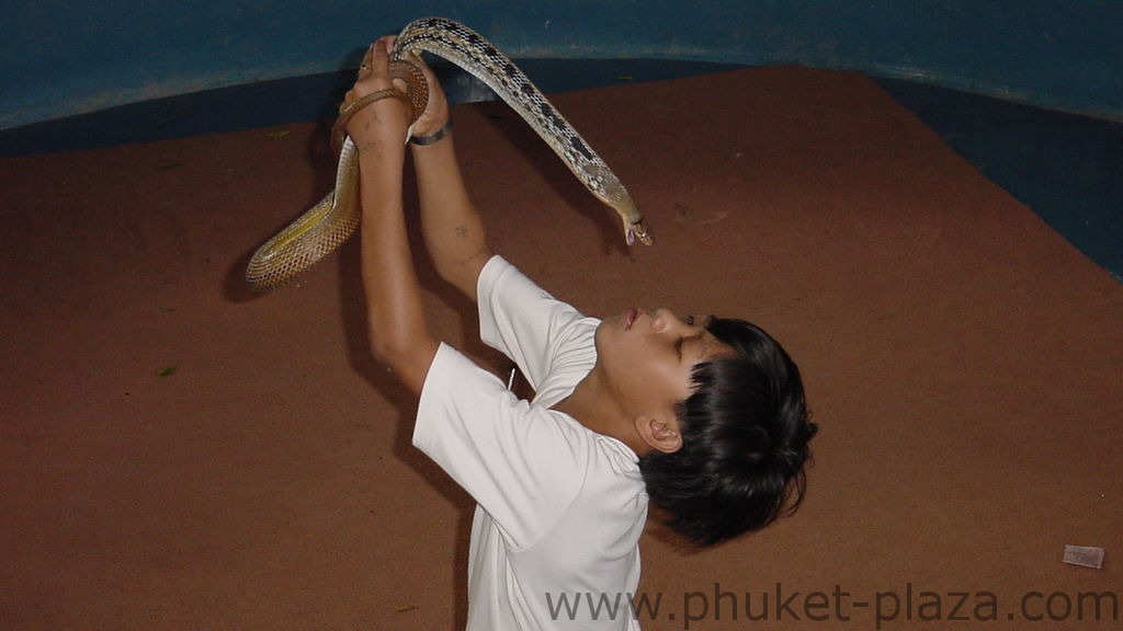 phuket photos daylife chalong snake show
