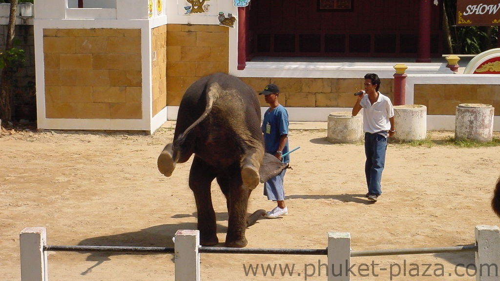 phuket photos activities phuket zoo elephant show