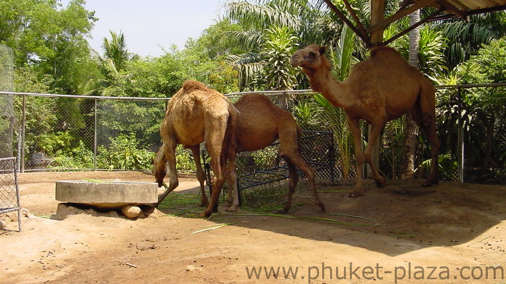 phuket photos activities phuket zoo around