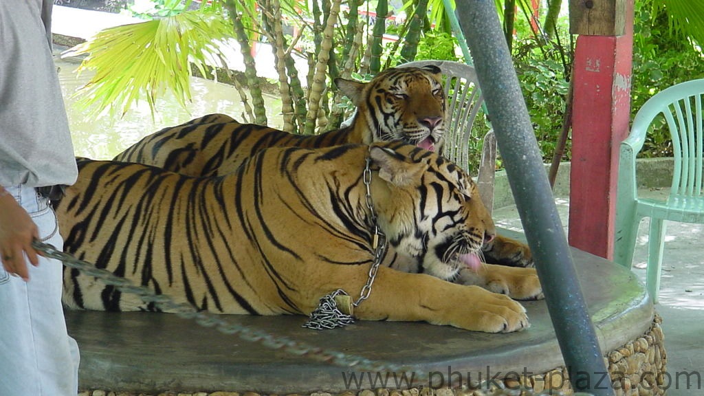 phuket photos activities phuket zoo around