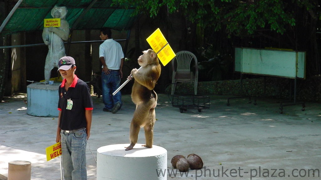 phuket photos activities phuket zoo monkey show