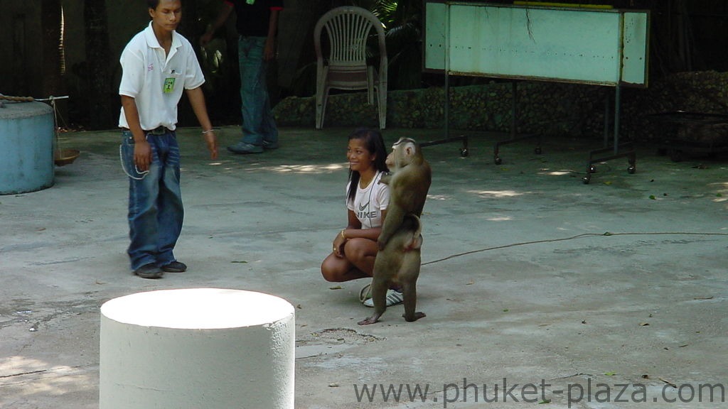 phuket photos activities phuket zoo monkey show