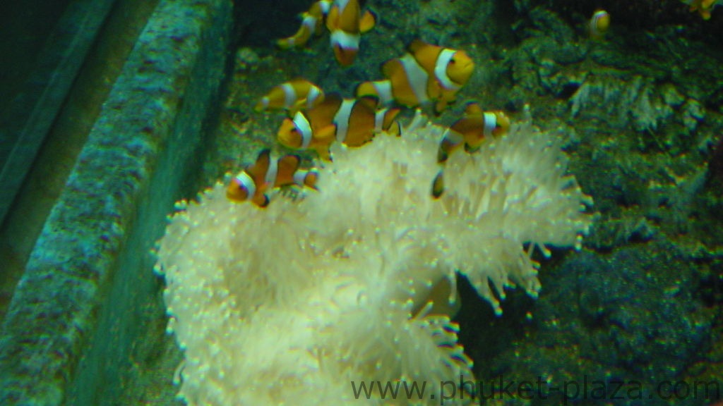 phuket photos activities phuket aquarium