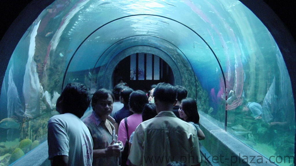 phuket photos activities phuket aquarium