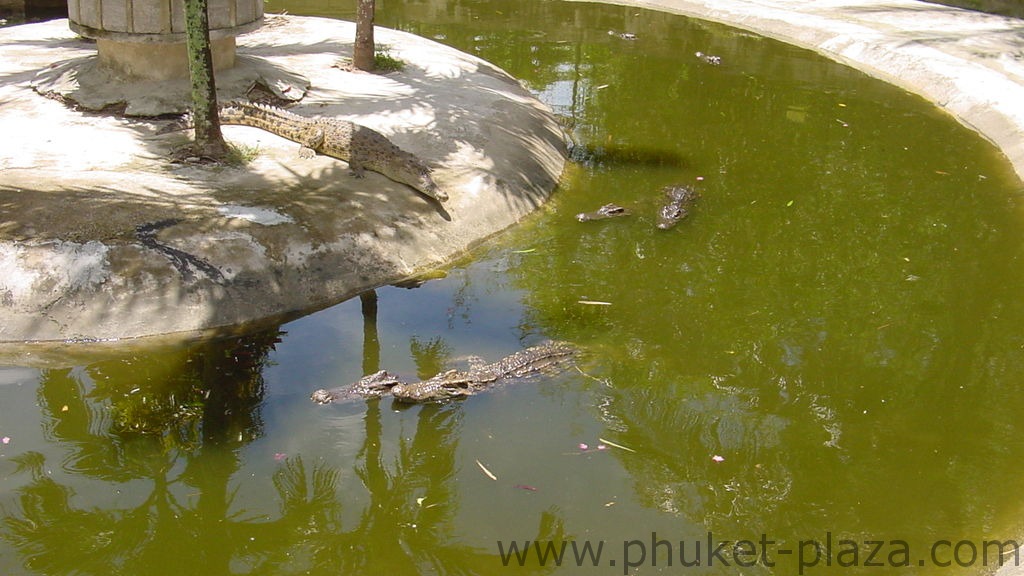 phuket photos activities phuket zoo around