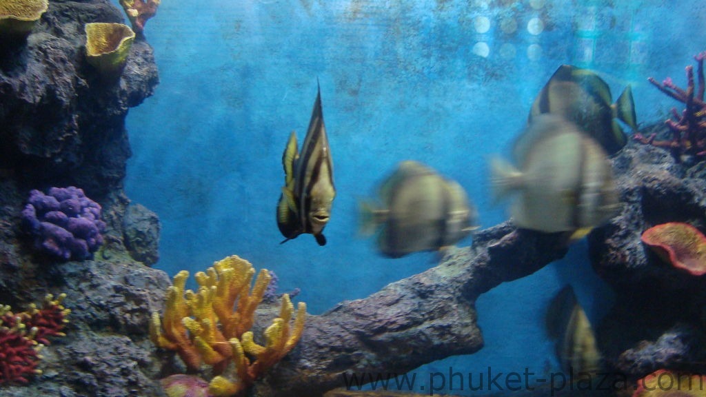 phuket photos activities phuket aquarium