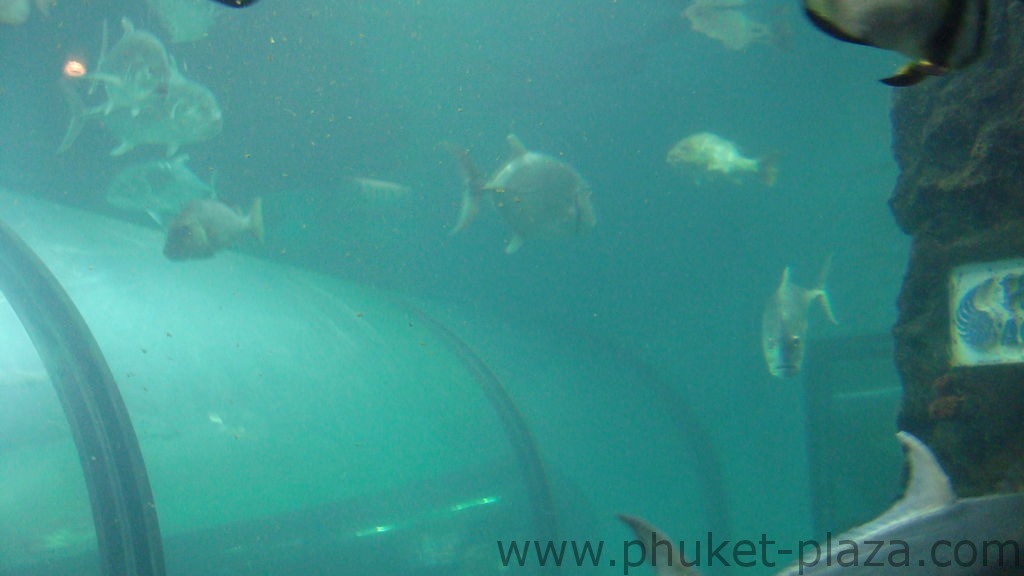 phuket photos activities phuket aquarium