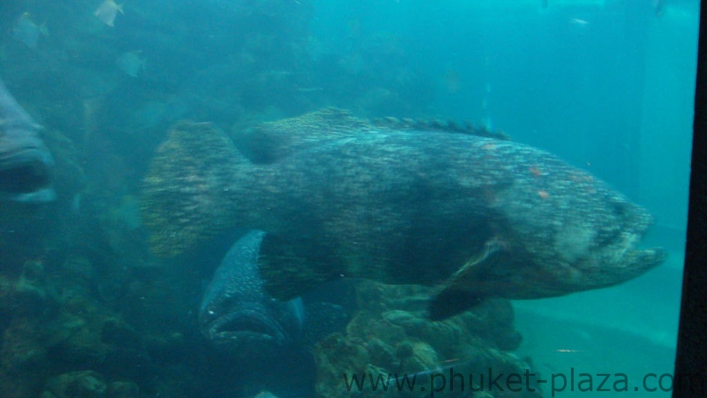 phuket photos activities phuket aquarium