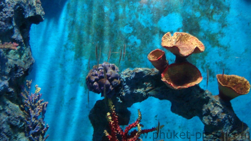 phuket photos activities phuket aquarium