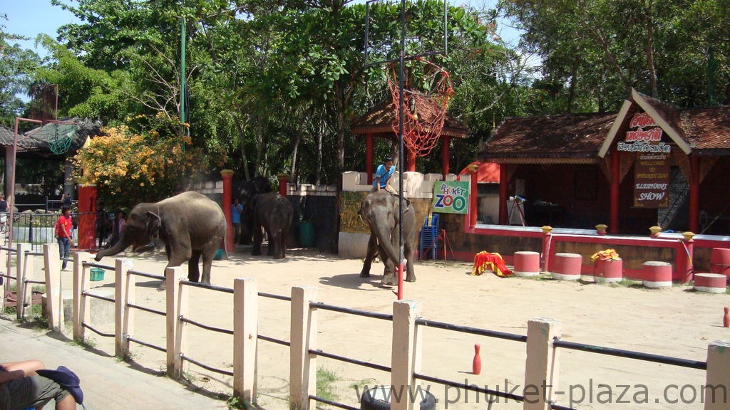 phuket photos activities phuket zoo elephant show