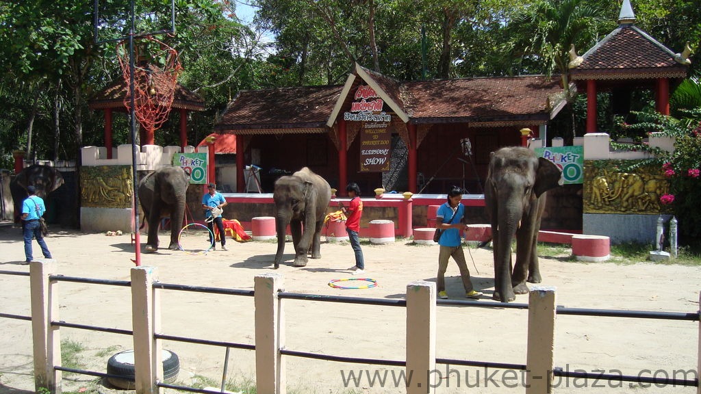 phuket photos activities phuket zoo elephant show