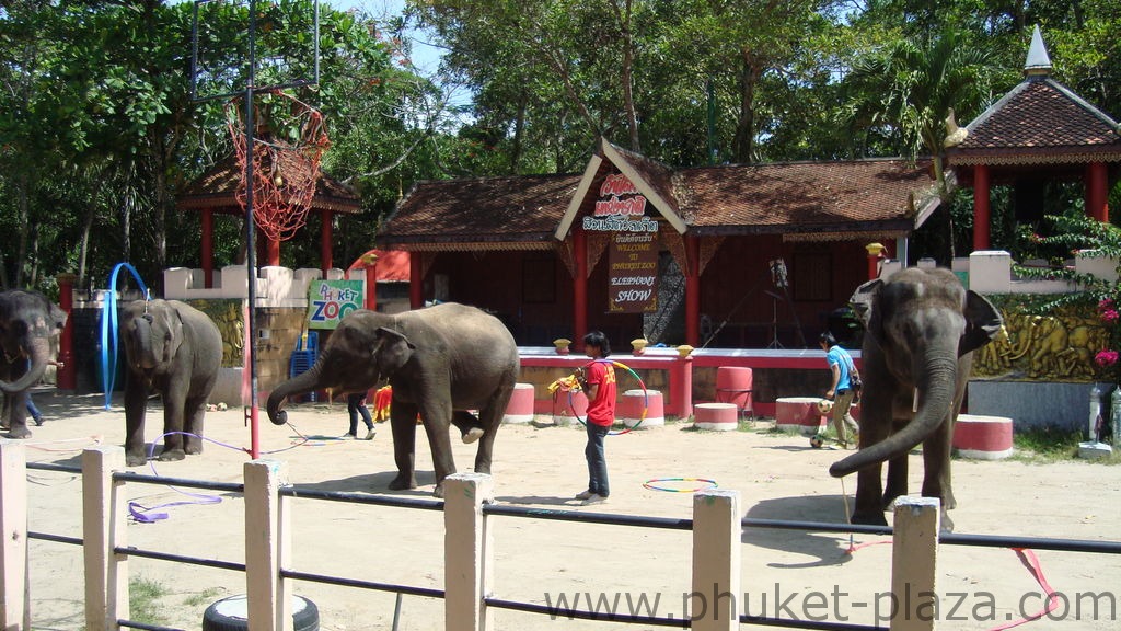 phuket photos activities phuket zoo elephant show