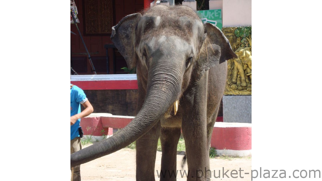 phuket photos activities phuket zoo elephant show