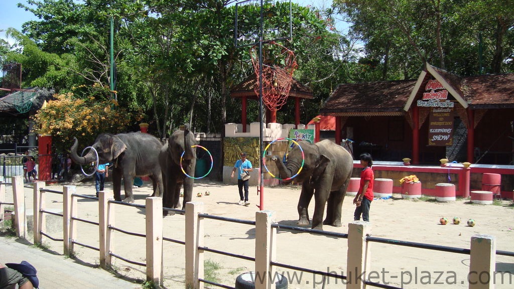 phuket photos activities phuket zoo elephant show