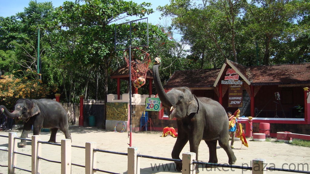 phuket photos activities phuket zoo elephant show