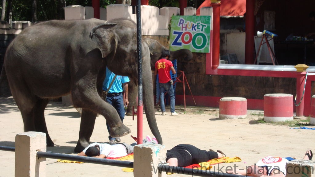 phuket photos activities phuket zoo elephant show