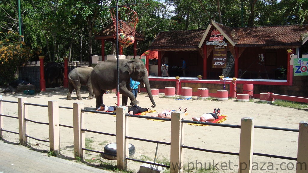 phuket photos activities phuket zoo elephant show
