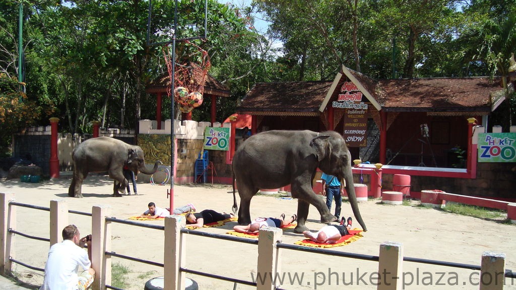 phuket photos activities phuket zoo elephant show