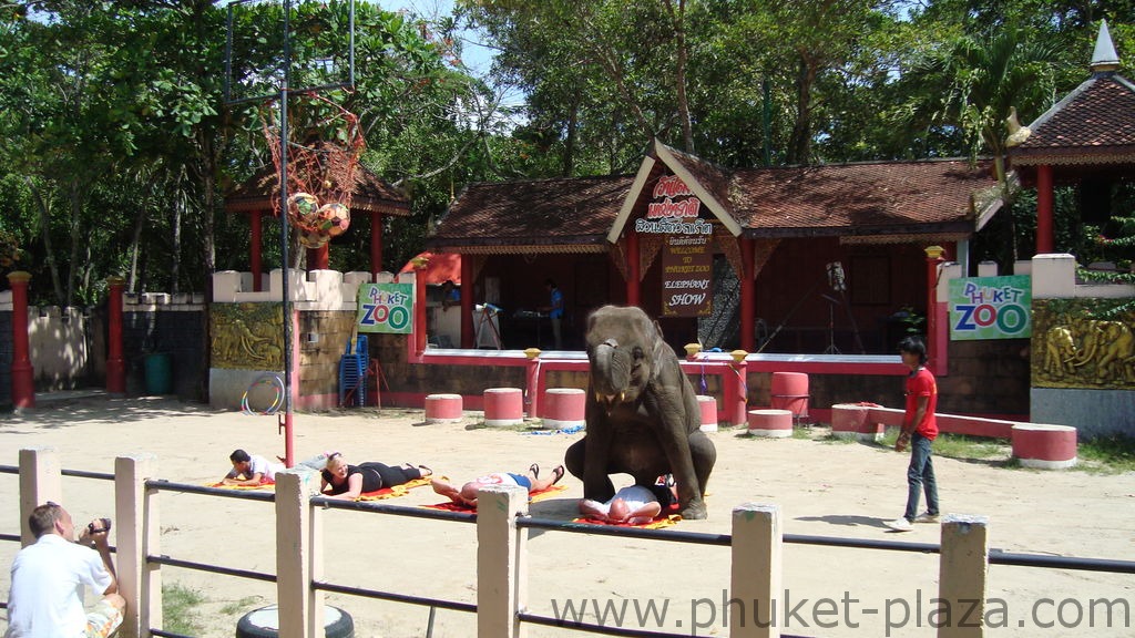 phuket photos activities phuket zoo elephant show
