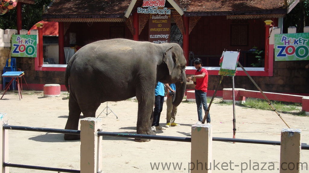 phuket photos activities phuket zoo elephant show