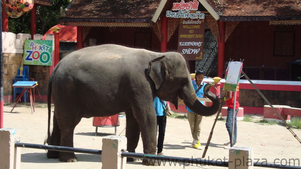 phuket photos activities phuket zoo elephant show