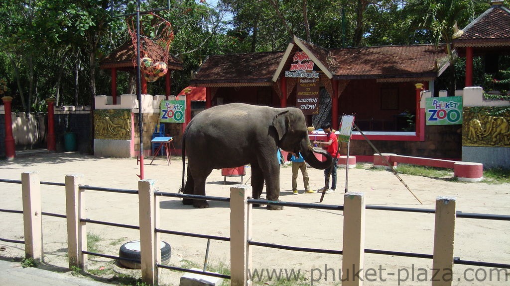 phuket photos activities phuket zoo elephant show