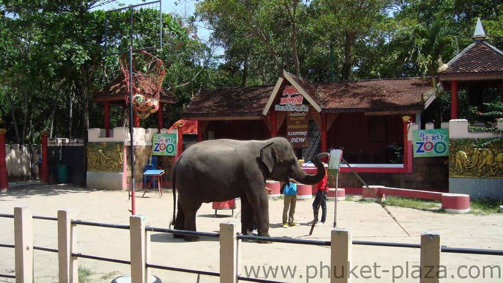 phuket photos activities phuket zoo elephant show