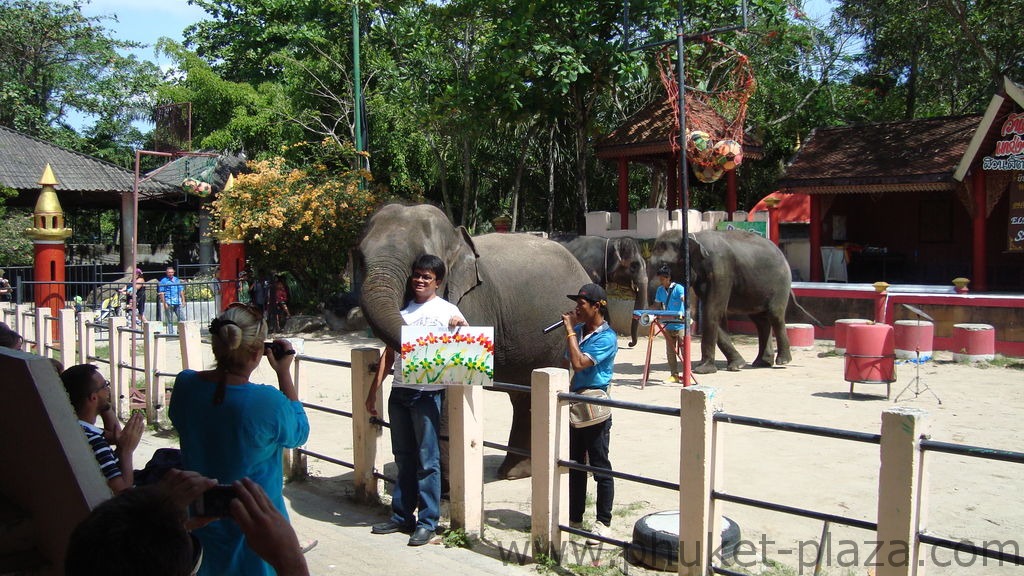 phuket photos activities phuket zoo elephant show