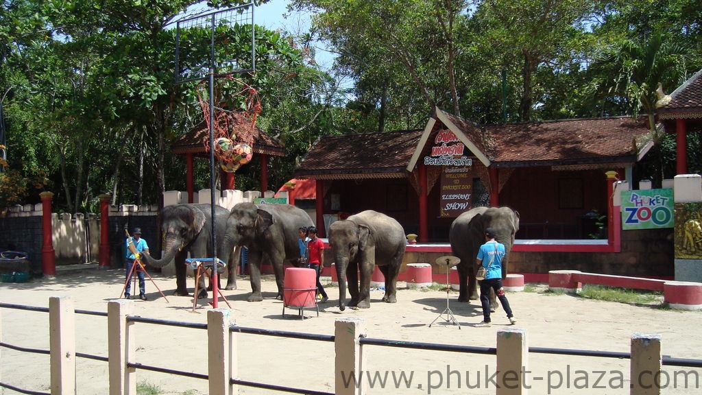 phuket photos activities phuket zoo elephant show