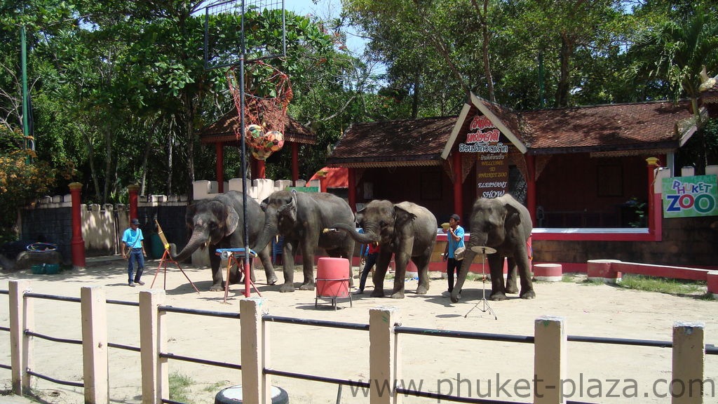 phuket photos activities phuket zoo elephant show