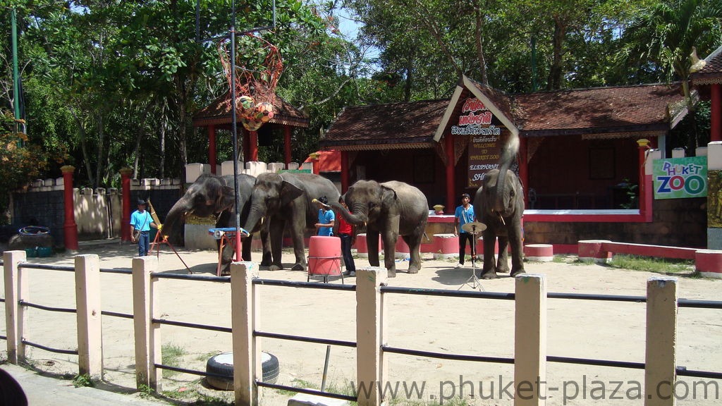 phuket photos activities phuket zoo elephant show