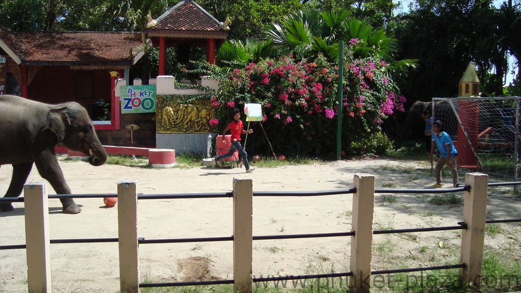 phuket photos activities phuket zoo elephant show