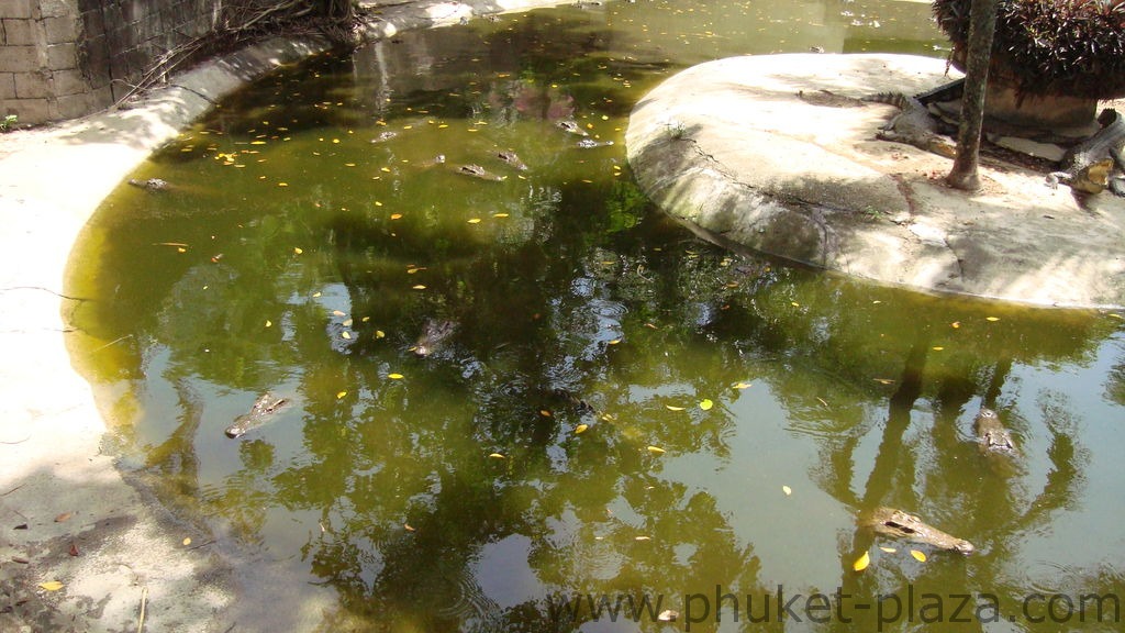 phuket photos activities phuket zoo around