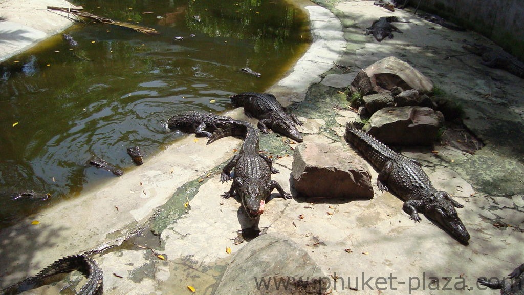 phuket photos activities phuket zoo around