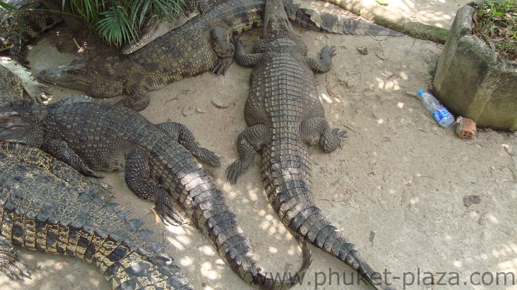 phuket photos activities phuket zoo around