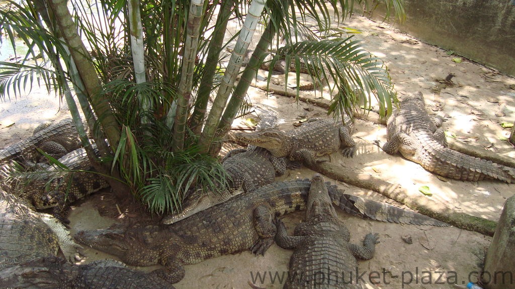 phuket photos activities phuket zoo around