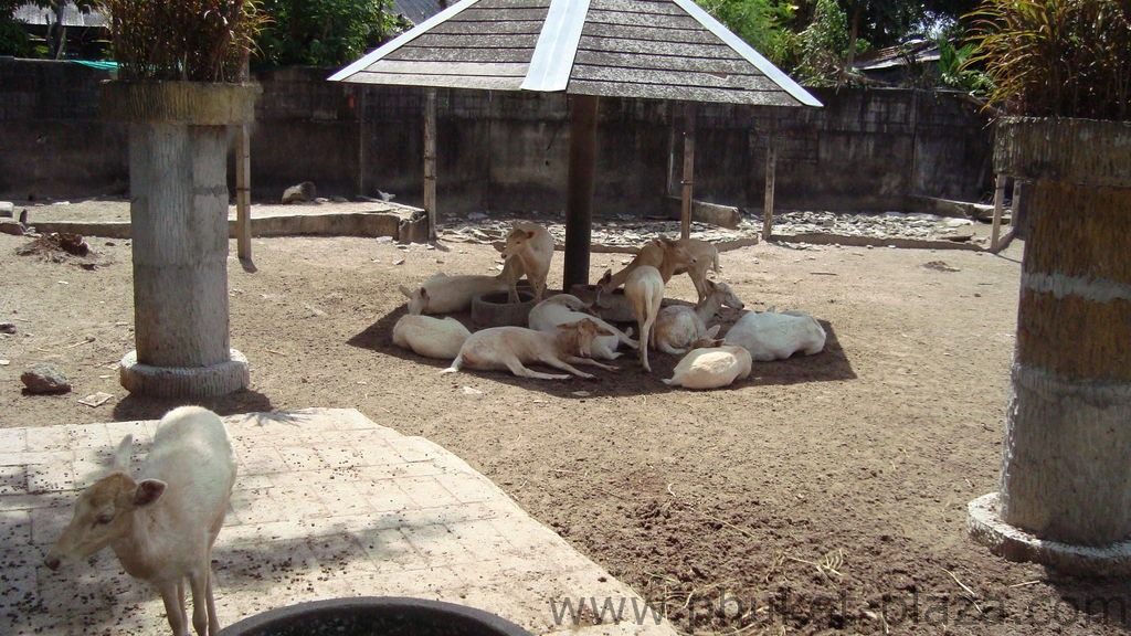 phuket photos activities phuket zoo around