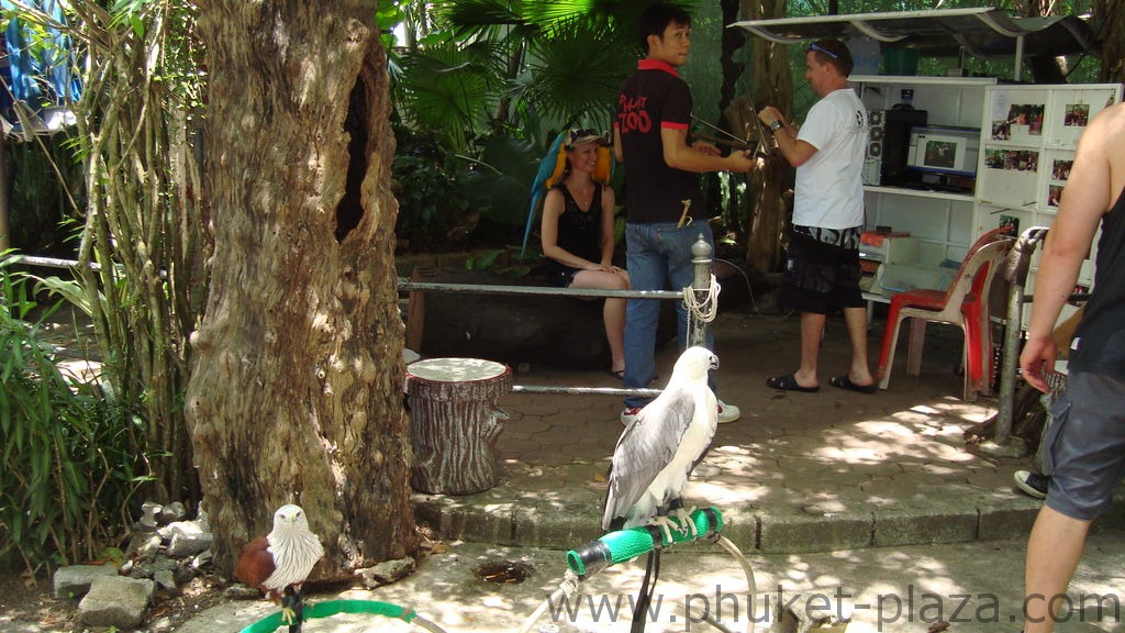 phuket photos activities phuket zoo around