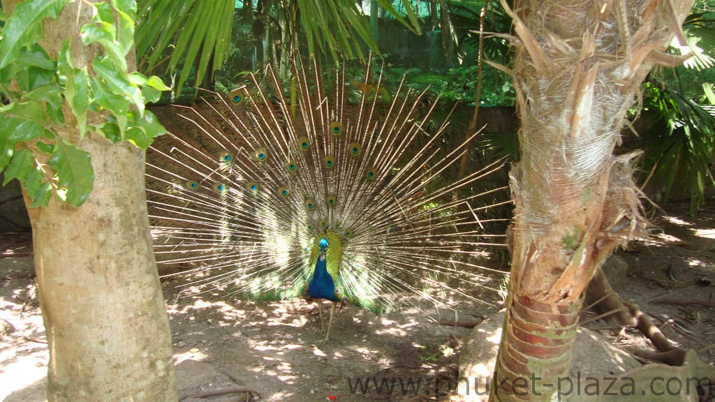 phuket photos activities phuket zoo around