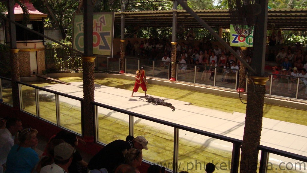 phuket photos activities phuket zoo crocodile show